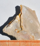 Полихета Neovermilia ampullacea