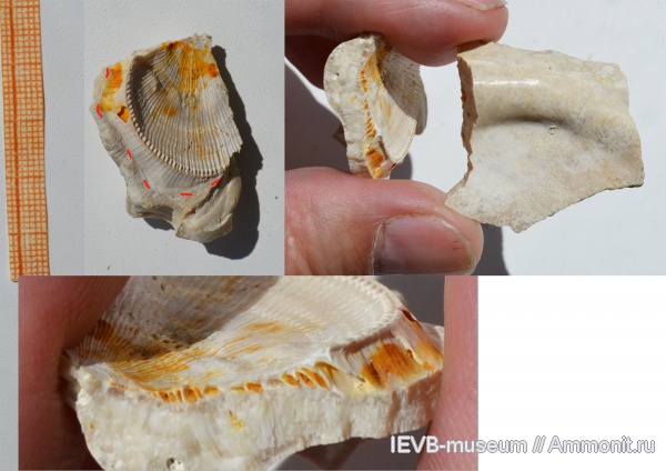 мел, двустворчатые моллюски, Spondylus, турон, Inoceramus lamarcki, Spondylus dutempleanus, Turonian, Cretaceous