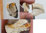 Двустворка Spondylus dutempleanus