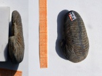Давленый аммонит Epivirgatites sp.