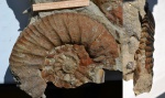 Аммонит Kachpurites sp.(?)