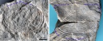 Брахиопода Echinaria neopunctata
