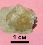 Брахиопода Phricodothyris mosquensis