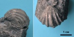 Брахиопода Pontisia stuckenbergi