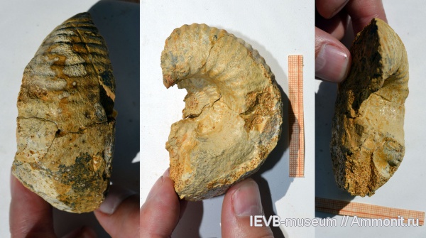 аммониты, юра, келловей, Quenstedtoceras, Eboraciceras, Ammonites, Quenstedtoceras mologae, Callovian, Jurassic, Middle Jurassic