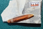 Белемнит Actinocamax sp.