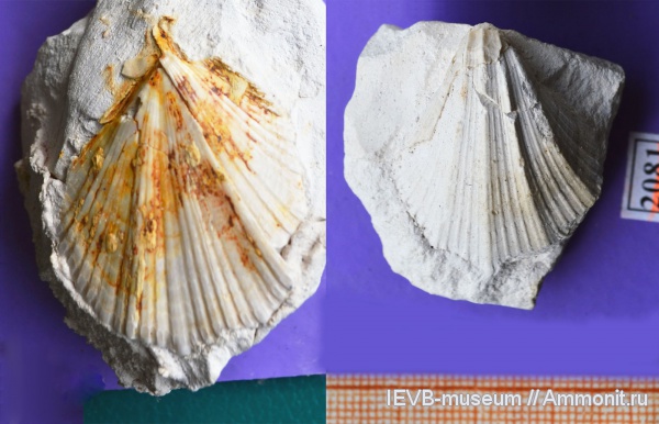 мел, двустворчатые моллюски, маастрихт, Neithea, Neitheidae, Neithea simbirskensis, Maastrichtian, Cretaceous