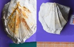 Двустворка Neithea simbirskensis