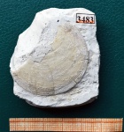 Двустворка Entolium orbiculare