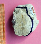 Двустворка Chlamys cretosa
