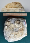 Двустворка Spondylus dutempleanus-2