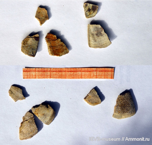 аммониты, юра, кимеридж, аптихи, Ammonites, Laevaptychus, Aptychi, Kimmeridgian, Jurassic, Upper Jurassic