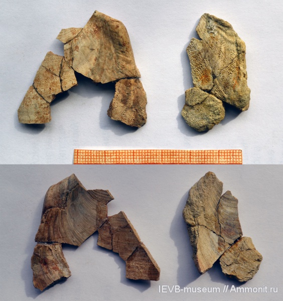 аммониты, юра, кимеридж, аптихи, Ammonites, Laevaptychus, Aptychi, Kimmeridgian, Jurassic, Upper Jurassic