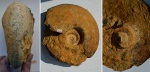Аммонит Longaeviceras sp.
