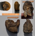 Аммонит Kepplerites (Gowericeras) ex gr. curtilobus