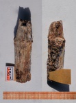 Хвощевидное Neocalamites sp.