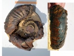 Аммонит Kepplerites (Gowericeras) gowerianus