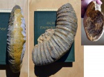 Аммонит Perisphinctes sp.