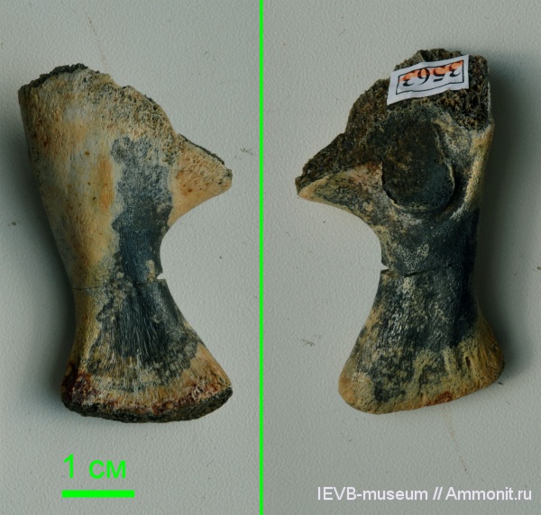 триас, кости, лабиринтодонты, Benthosuchidae, Triassic