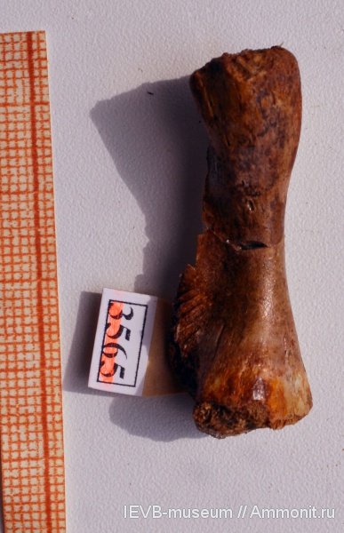 триас, кости, лабиринтодонты, Wetlugasaurus, Benthosuchidae, Triassic