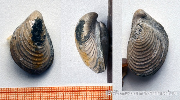 юра, волжский ярус, двустворчатые моллюски, Buchia, титон, Buchia fischeriana, Tithonian, Volgian, Jurassic