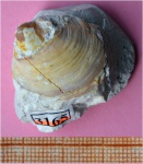 Двустворка Acutostrea cf. uncinella