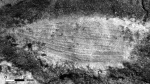 Гинкгофит Pseudotorellia sp.