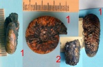 Аммонит Temnoptychites hoplitoides