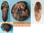 Аммонит Temnoptychites elegans