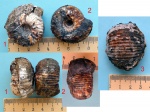 Аммонит Polyptychites polyptychus