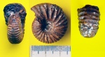 Аммонит Temnoptychites sp.