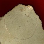Acrocrinus
