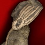 Moscovicrinus