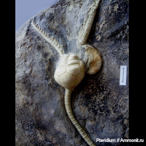 карбон, криноидеи, Подмосковье, Platyceras, Cromyocrinus, Cromyocrinidae