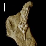 Hydriocrinus