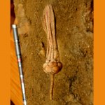 Mooreocrinus geminatus (Trautschold)