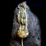 Cromyorinus simplex Trautschold