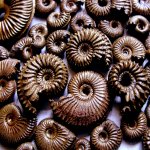 Amoeboceras spp.