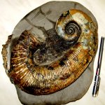 Ancyloceras