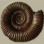 Binatisphinctes mosquensis (Fischer)