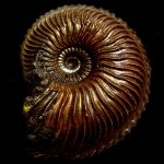 Cardioceras cordatum (Sowerby)