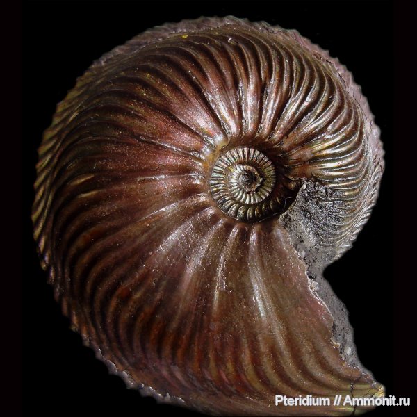 аммониты, юра, Михайлов, Cardioceras, оксфорд, Cardioceras excavatum, Ammonites, Oxfordian, Jurassic