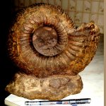 Epivirgatites