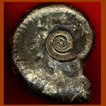 Lunuloceras subinvoluta Bon