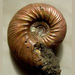 Quenstedtoceras lamberti (Sowerby)