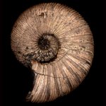 Virgatites virgatus (Buch)