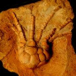 Ulocrinus sp.