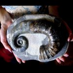 Ancyloceras