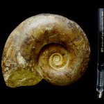 Biasaloceras