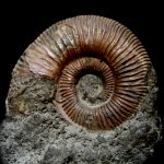 Binatisphinctes mosquensis (Fischer)